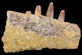 Spinosaurus Jaw Section - Four Composite Teeth #50630-1